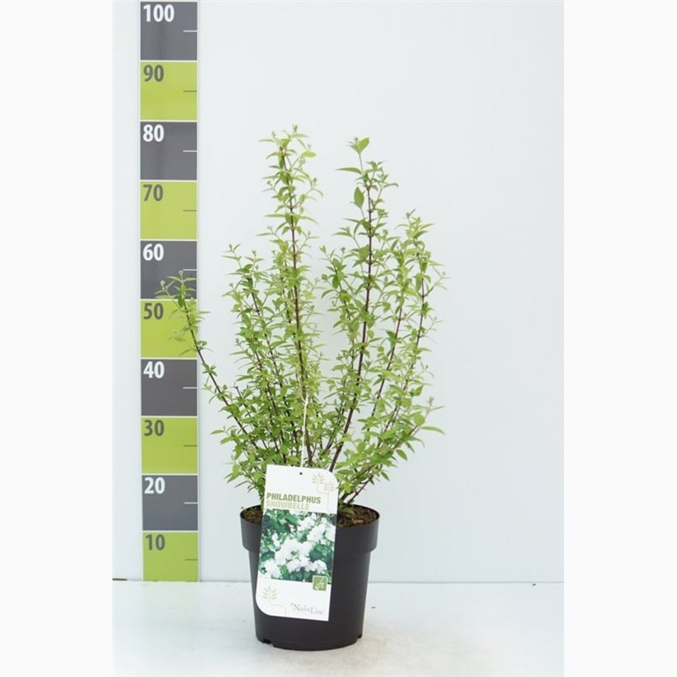 Schersmin – Philadelphus 'Snowbelle' - C4,6 50-60 CM